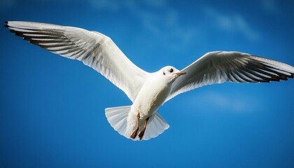 Obraz premium seagull in flight