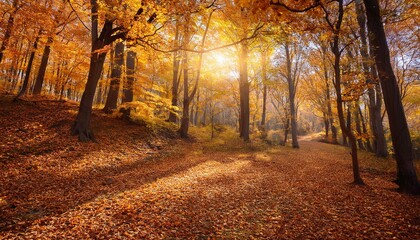 Fototapeta premium autumn in the woods