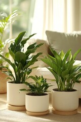 Three stylish potted plants thrive in a bright living room, enhancing the space's biophilic design while bathed in natural sunlight and comfortable decor