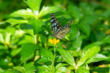Blue Tiger Butterfly and a Bee Flying nearby