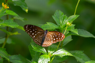 Blue Tiger Butterly Resting