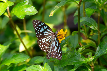 Blue Tiger Butterfly on a Wedelia