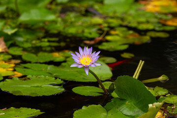 Blue Water Lily in a Pond