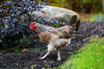 Hen out walking in garden October 2024