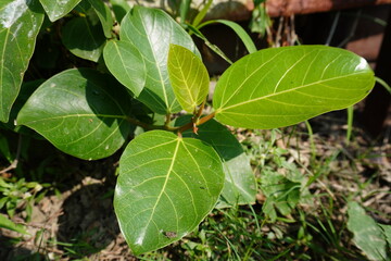 A young banyan tree has been grown in the backyard 