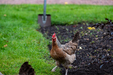 Hen out walking in garden October 2024