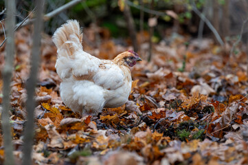 Free range chickens out walking in autumn forest