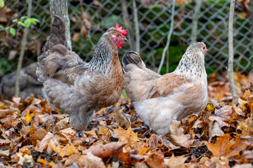 Free range chickens out walking in autumn forest