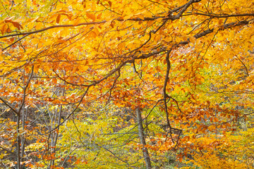 Beautiful view of autumn leaves.