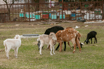 Fototapeta premium goats grazing on a walk