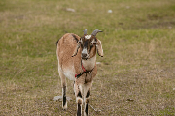 goats grazing on a walk