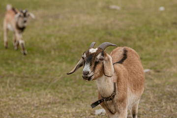 goats grazing on a walk