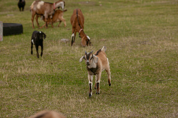 goats grazing on a walk