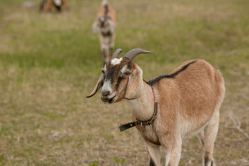 goats grazing on a walk