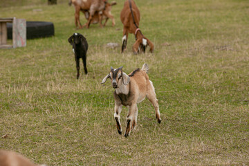goats grazing on a walk