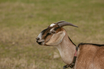 goats grazing on a walk