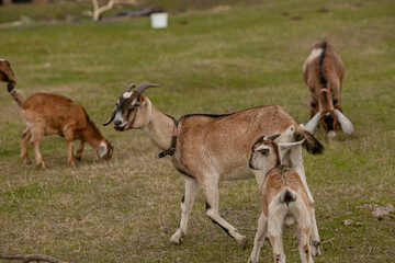 goats grazing on a walk