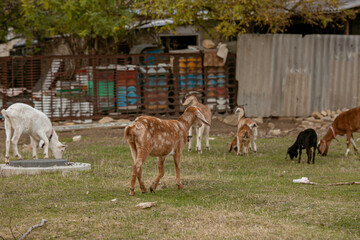 goats grazing on a walk