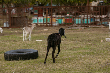 goats grazing on a walk
