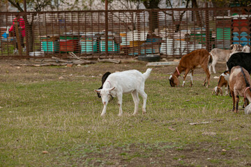 Obraz premium goats grazing on a walk