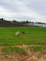 Two husky dogs playing together in a green field with patches of sand, In the background, there are trees and shrubs under a cloudy sky