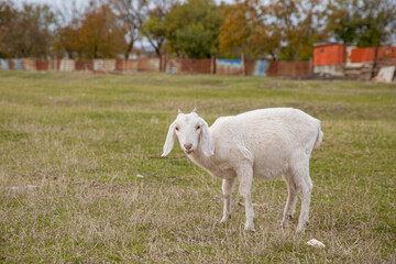 Obraz premium goats grazing on a walk