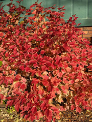 Bright orange autumn leaves on this bush in my yard..  Viburnum. 