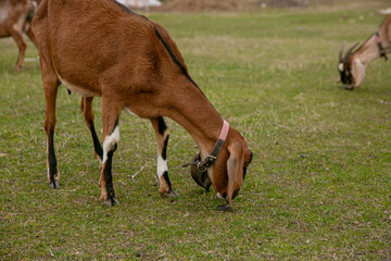 goats grazing on a walk