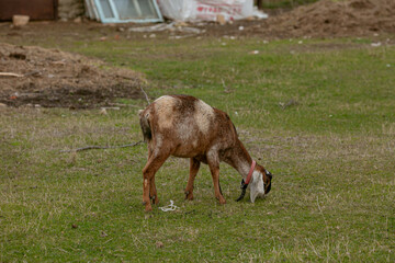 goats grazing on a walk