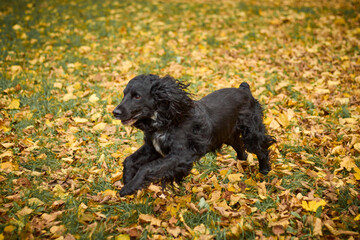 A black spaniel running happily in an autumn park covered in yellow leaves. The dog is energetic and happy, his long ears flying in the air as he runs. A background of trees with yellowed leaves.