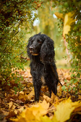 Spaniel black dog with long curly ears, standing among autumn leaves. The dog is on a leash and surrounded by thick green bushes. The leaves on the ground have yellow and brown shades.