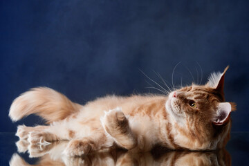 Two cats engage in a playful tussle, their dynamic interaction highlighted by a blue background, capturing their energetic and spirited play.