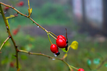 Close view of a branch of wild rose with ripe rose hips. Blurred background