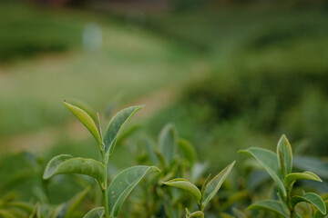 The best quality selected tea leaves in the green tea plantation, the concept of the green tea plantation.