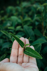 The best quality selected tea buds in the green tea plantation and the hands picking green tea buds. The concept of the green tea plantation.