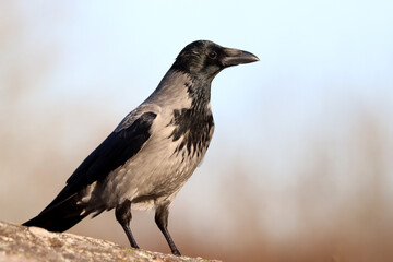 Hooded crow