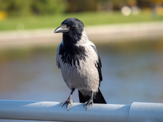 portrait of a crow