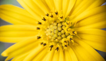 Stunning Macro Photography of Flowers: Capturing Nature's Intricate Beauty Up Close