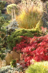 rośliny, kwiaty, trawy ozdobne, ogród, jesień, kolory, pory roku, klon palmowy, słońce, pogoda, ciepło, liście, skalniak, kompozycja, klomb © klimekm