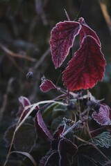 Autumn leaves in the frosty