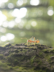 Incredible Macro Photography of Ants: Exploring the Hidden World of Tiny Insects