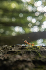 Incredible Macro Photography of Ants: Exploring the Hidden World of Tiny Insects