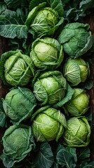 Fresh Green Cabbages: A Close-Up Look at Organic Produce
