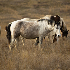 A herd of horses grazes in dry grass. Artistic close-up photo