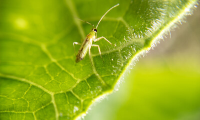Tiny Wonders: Capturing the Beauty of Insects in Macro Photography