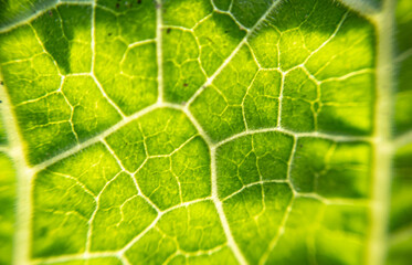 Nature's Design: The Intricate Patterns of Leaves