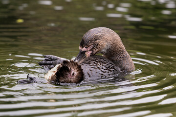 Humboldt Penguin is enjoying a bath, relaxing, freedom in captivity, savoring, grooming, beautifying, body care, plumage, bathing, swimming