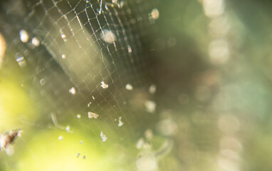 he Spider's Wave: Nature's Intricate Flow