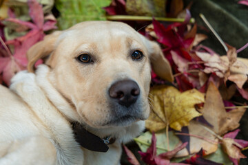 Blonde Labrador Retriever lying on autumn leaves.