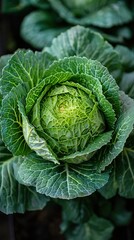 Obraz premium Close-up of a Vibrant Green Cabbage Head in a Garden